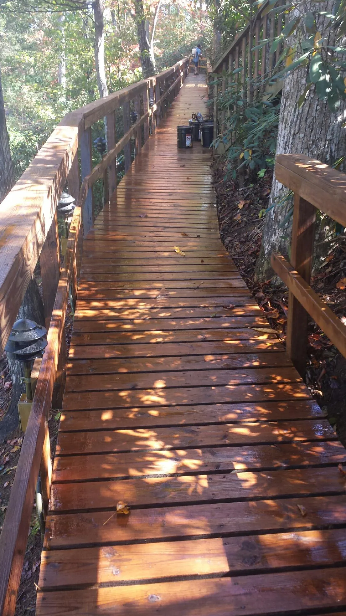 Freshly stained wood walkway winding through the woods in Port Gamble